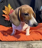 Tuck, a male Miniature Dachshund for sale in Chipley, FL – 4 of 5