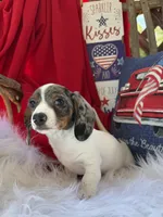 Dewy, a male Miniature Dachshund for sale in Chipley, FL – 5 of 5