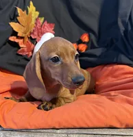 Sophie, a female Miniature Dachshund for sale in Chipley, FL – 4 of 5