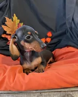 Oliver, a male Miniature Dachshund for sale in Chipley, FL – 5 of 5