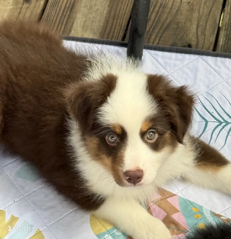 Bear Bear – Miniature Australian Shepherd puppy for sale in Chipley, FL