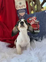 Huey, a male Miniature Dachshund for sale in Chipley, FL – 3 of 5