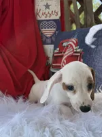 Louie, a male Miniature Dachshund for sale in Chipley, FL – 3 of 6