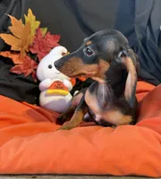Oliver, a male Miniature Dachshund for sale in Chipley, FL – 3 of 5