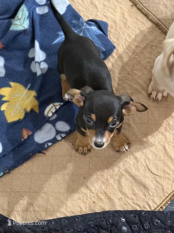 Little Man – Miniature Dachshund puppy for sale in Chipley, FL