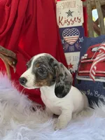 Dewy, a male Miniature Dachshund for sale in Chipley, FL – 4 of 5