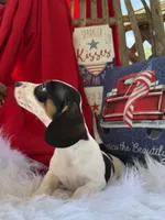 Huey, a male Miniature Dachshund for sale in Chipley, FL – 5 of 5