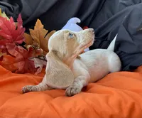 Emmy, a female Miniature Dachshund for sale in Chipley, FL – 4 of 4