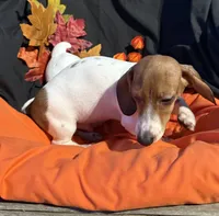 Tuck, a male Miniature Dachshund for sale in Chipley, FL – 3 of 5