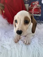 Louie, a male Miniature Dachshund for sale in Chipley, FL – 1 of 6