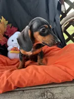 Abby, a female Miniature Dachshund for sale in Chipley, FL – 4 of 4
