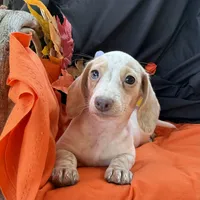 Emmy, a female Miniature Dachshund for sale in Chipley, FL – 3 of 4