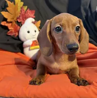 Sophie, a female Miniature Dachshund for sale in Chipley, FL – 2 of 5