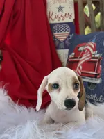 Louie, a male Miniature Dachshund for sale in Chipley, FL – 2 of 6