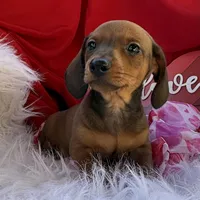 Rusty, a male Miniature Dachshund for sale in Chipley, FL – Photo 5 of 8