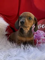 Rusty, a male Miniature Dachshund for sale in Chipley, FL – Photo 5 of 8