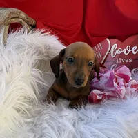 Rusty, a male Miniature Dachshund for sale in Chipley, FL – Photo 8 of 8