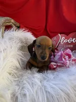 Rusty, a male Miniature Dachshund for sale in Chipley, FL – Photo 8 of 8