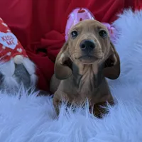 Rusty, a male Miniature Dachshund for sale in Chipley, FL – Photo 1 of 8