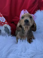 Rusty, a male Miniature Dachshund for sale in Chipley, FL – Photo 1 of 8