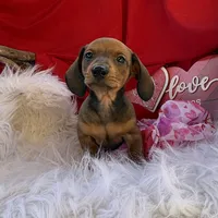 Rusty, a male Miniature Dachshund for sale in Chipley, FL – Photo 7 of 8