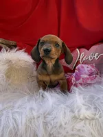 Rusty, a male Miniature Dachshund for sale in Chipley, FL – Photo 7 of 8