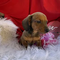 Rusty, a male Miniature Dachshund for sale in Chipley, FL – Photo 6 of 8