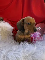 Rusty, a male Miniature Dachshund for sale in Chipley, FL – Photo 6 of 8