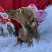 Rusty, a male Miniature Dachshund for sale in Chipley, FL – Photo 4 of 8
