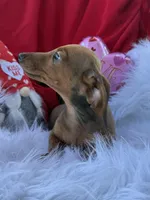 Rusty, a male Miniature Dachshund for sale in Chipley, FL – Photo 4 of 8