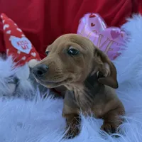 Rusty, a male Miniature Dachshund for sale in Chipley, FL – Photo 2 of 8