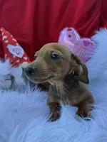 Rusty, a male Miniature Dachshund for sale in Chipley, FL – Photo 2 of 8