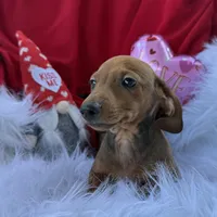 Rusty, a male Miniature Dachshund for sale in Chipley, FL – Photo 3 of 8