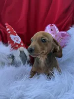 Rusty, a male Miniature Dachshund for sale in Chipley, FL – Photo 3 of 8