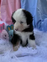 Happy, a male Miniature Australian Shepherd for sale in Chipley, FL – Photo 3 of 4