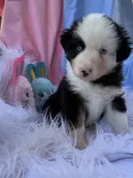 Happy, a male Miniature Australian Shepherd for sale in Chipley, FL – Photo 4 of 4