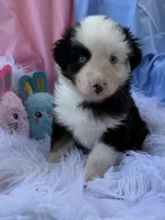 Happy, a male Miniature Australian Shepherd for sale in Chipley, FL – Photo 2 of 4