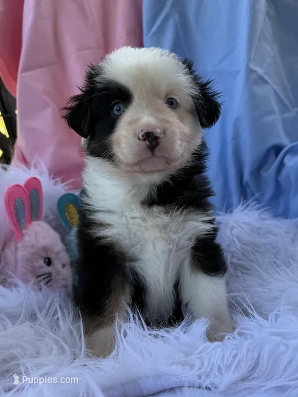 Happy – Miniature Australian Shepherd puppy for sale in Chipley, FL