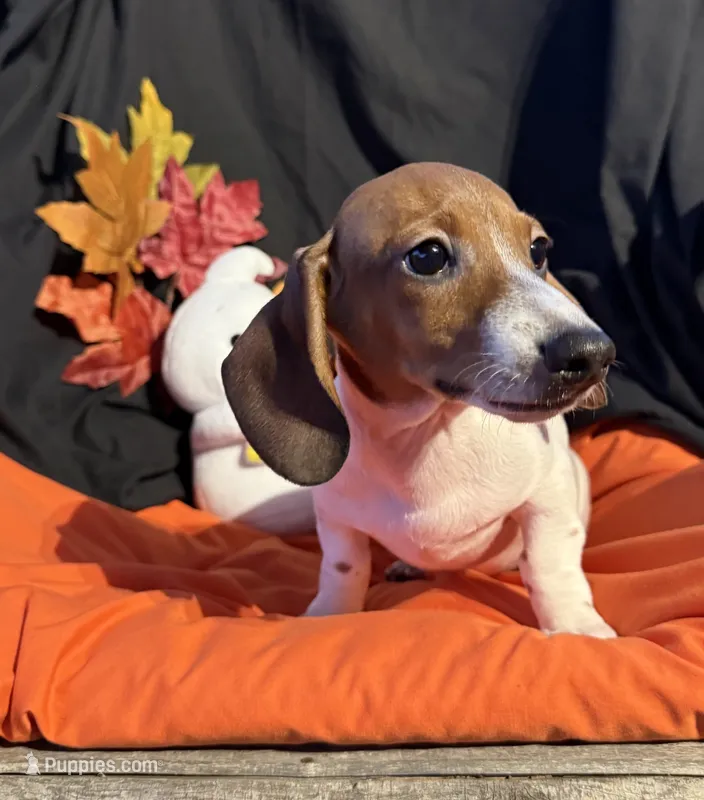 Tuck, a male Miniature Dachshund for sale in Chipley, FL – 1 of 5