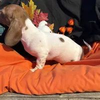 Tuck, a male Miniature Dachshund for sale in Chipley, FL – 5 of 5