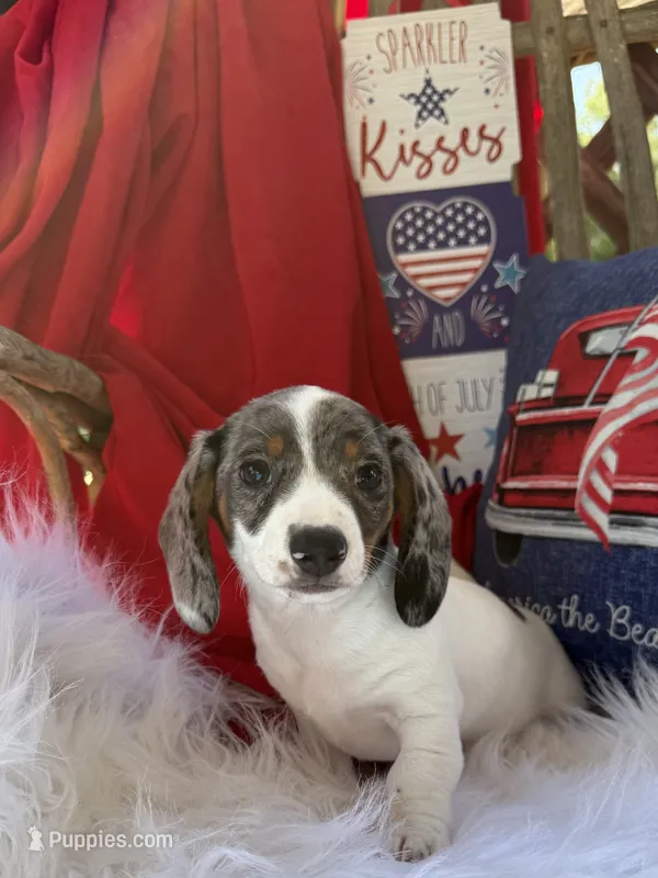 Dewy – Miniature Dachshund puppy for sale in Chipley, FL