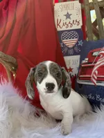 Dewy, a male Miniature Dachshund for sale in Chipley, FL – 1 of 5