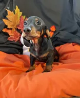 Oscar, a male Miniature Dachshund for sale in Chipley, FL – 4 of 5
