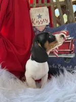 Huey, a male Miniature Dachshund for sale in Chipley, FL – 4 of 5