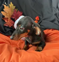 Oscar, a male Miniature Dachshund for sale in Chipley, FL – 2 of 5