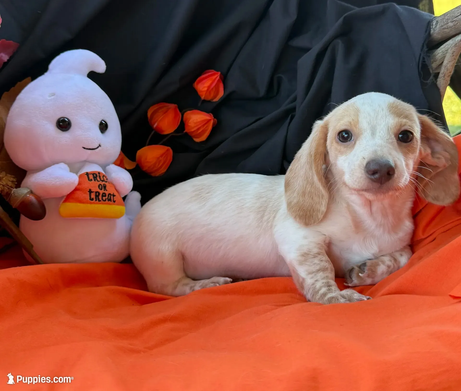 Gracie, a female Miniature Dachshund for sale in Chipley, FL – 1 of 5