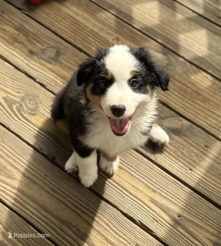 Daisy – Miniature Australian Shepherd puppy for sale in Chipley, FL
