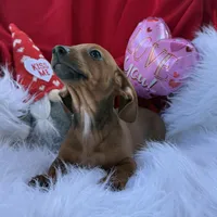 Ruby, a female Miniature Dachshund for sale in Chipley, FL – Photo 2 of 7