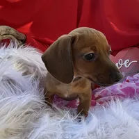 Ruby, a female Miniature Dachshund for sale in Chipley, FL – Photo 7 of 7
