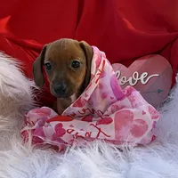 Ruby, a female Miniature Dachshund for sale in Chipley, FL – Photo 6 of 7